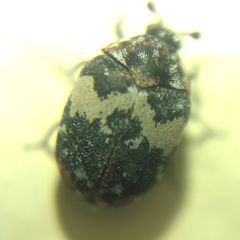 Anthrenus pimpinellae