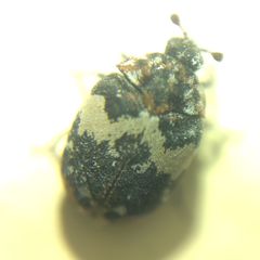 Anthrenus pimpinellae