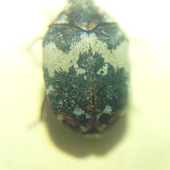 Anthrenus pimpinellae