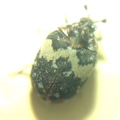 Anthrenus pimpinellae