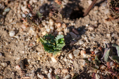 Caulanthus californicus
