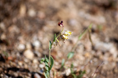 Caulanthus californicus