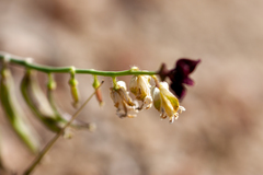 Caulanthus californicus