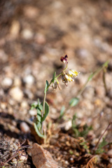 Caulanthus californicus