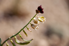 Caulanthus californicus