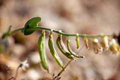 Caulanthus californicus
