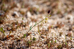 Caulanthus californicus