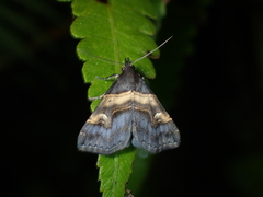 Bertula abjudicalis