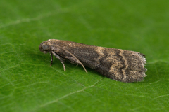 Euzophera fuliginosella