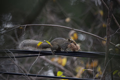 Callosciurus erythraeus