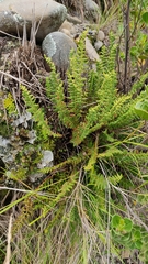 Woodsiaceae