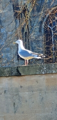Larus argentatus