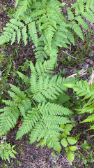 Pteridium pinetorum