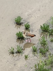 Alopochen aegyptiaca