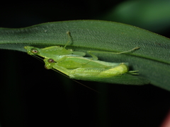 Tropidomantis