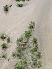 Alopochen aegyptiaca