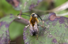 Eucera