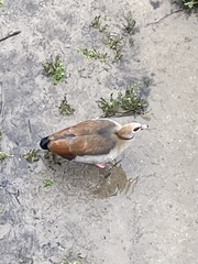 Alopochen aegyptiaca