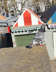 Columba livia domestica