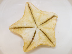 Poraniomorpha hispida