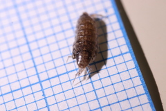 Chaetophiloscia elongata