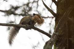 Callosciurus erythraeus