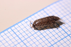 Chaetophiloscia elongata