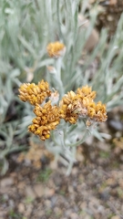 Achyrocline saturejoides