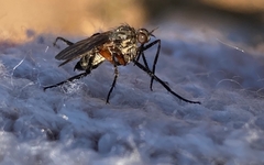 Empis pulchripes