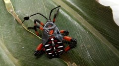 Pachylis gigas