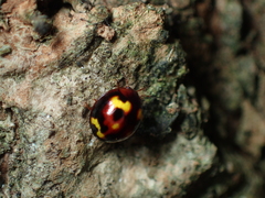 Derispia maculipennis