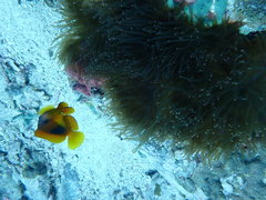 Amphiprion ephippium