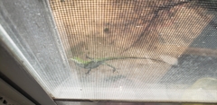 Anolis carolinensis