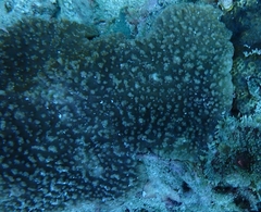Sinularia brassica