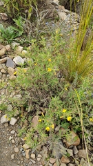 Adesmia miraflorensis