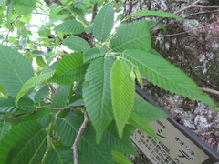 Carpinus japonica