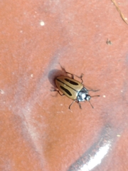 Iphiclus bilineatus