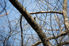 Callosciurus erythraeus
