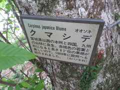 Carpinus japonica
