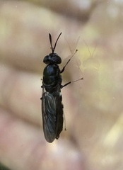 Hermetia sexmaculata