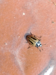 Iphiclus bilineatus
