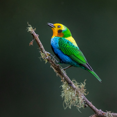 Chlorochrysa nitidissima