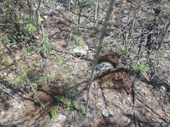Heterogeomys hispidus