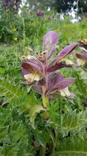 Image of Acanthus syriacus by (c) Mitch Van Dyke, some rights reserved (CC BY)