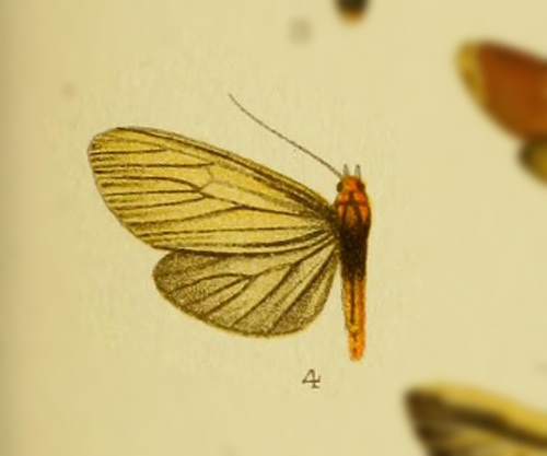 Agoraea atrivena