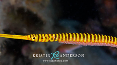 Dunckerocampus pessuliferus