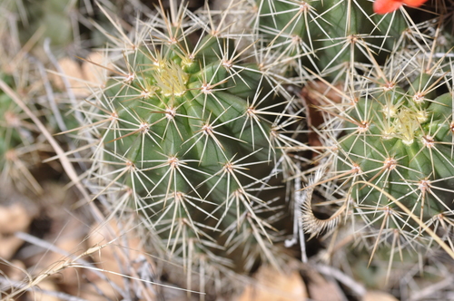 scarlet hedgehog cactus