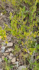 Minthostachys mollis