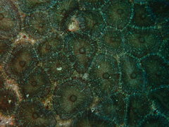 Rhodactis