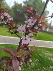 Prunus cerasifera pissardii